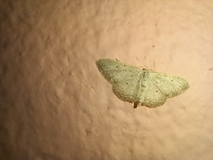 Idaea minuscularia