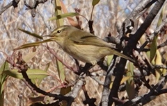 Phylloscopus canariensis