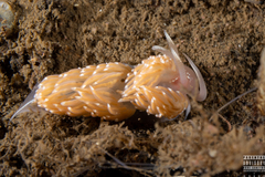 Facelina bostoniensis