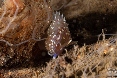 Facelina bostoniensis