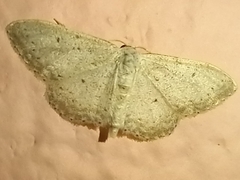 Idaea minuscularia