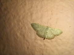 Idaea minuscularia
