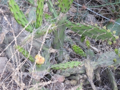 Opuntia retrorsa