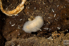 Jorunna tomentosa