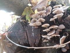 Mycena maculata