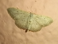 Idaea minuscularia