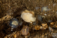 Jorunna tomentosa