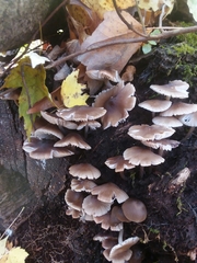 Mycena maculata