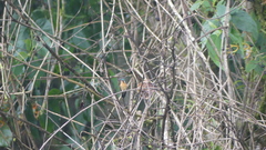 Lampornis