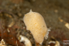 Jorunna tomentosa