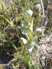 Thelymitra epipactoides