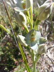 Thelymitra epipactoides