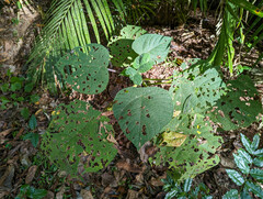Dendrocnide moroides