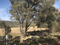 Eucalyptus stellulata