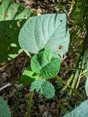 Dendrocnide moroides