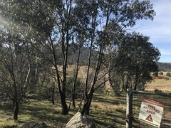 Eucalyptus stellulata