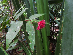 Syzygium wilsonii