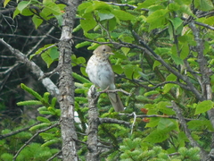 Catharus bicknelli