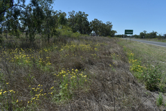 Senecio brigalowensis