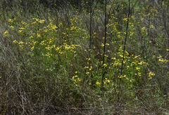 Senecio brigalowensis