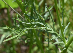 Senecio brigalowensis