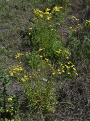 Senecio brigalowensis