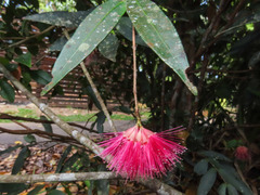 Syzygium wilsonii