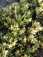 Dillwynia prostrata