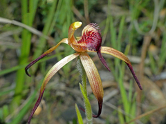Caladenia caudata