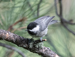 Poecile sclateri