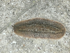 Phyllocaulis soleiformis