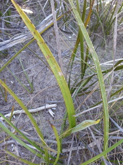 Thelymitra epipactoides