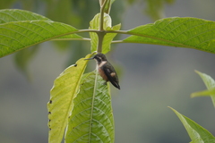 Philodice mitchellii