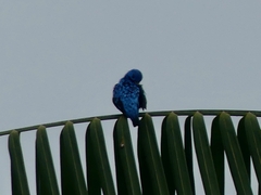 Cotinga nattererii