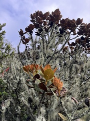Persea ferruginea