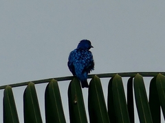 Cotinga nattererii