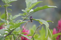 Philodice mitchellii