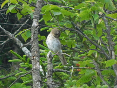 Catharus bicknelli