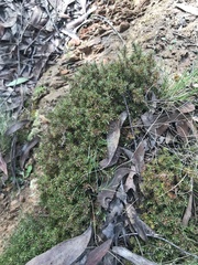 Acrotriche serrulata