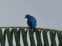 Cotinga nattererii