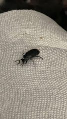 Alobates pensylvanicus