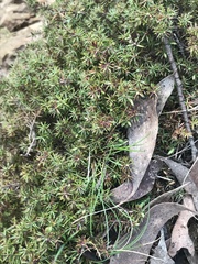 Acrotriche serrulata