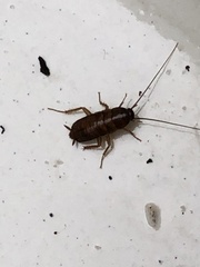 Periplaneta fuliginosa