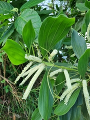 Acacia leiocalyx