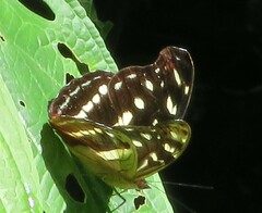Catonephele chromis chromis