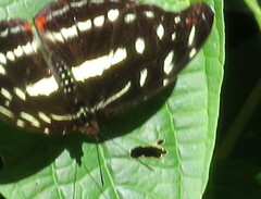 Catonephele chromis chromis