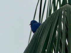 Cotinga nattererii