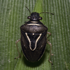 Mormidea lugens