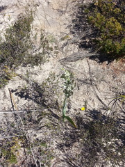 Thelymitra epipactoides