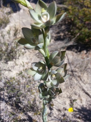Thelymitra epipactoides